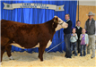 People with a prize-winning cow at the Lamb County Livestock Show
