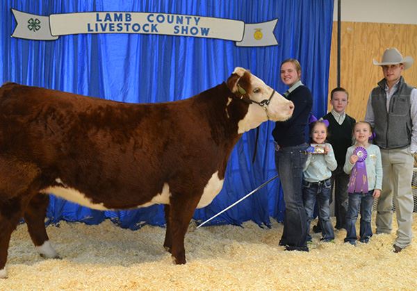 People with a prize-winning cow at the Lamb County Livestock Show